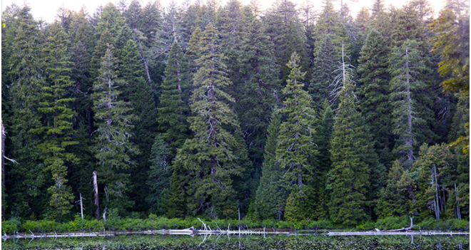 A dense forest of tall evergreen trees with a variety of shades of green, creating a lush and serene landscape. The forest floor is not visible, but the lower part of the trees shows a mix of green shrubs and vegetation.